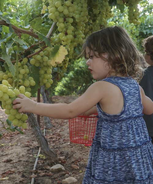 ילדים בכרם 036 (1)