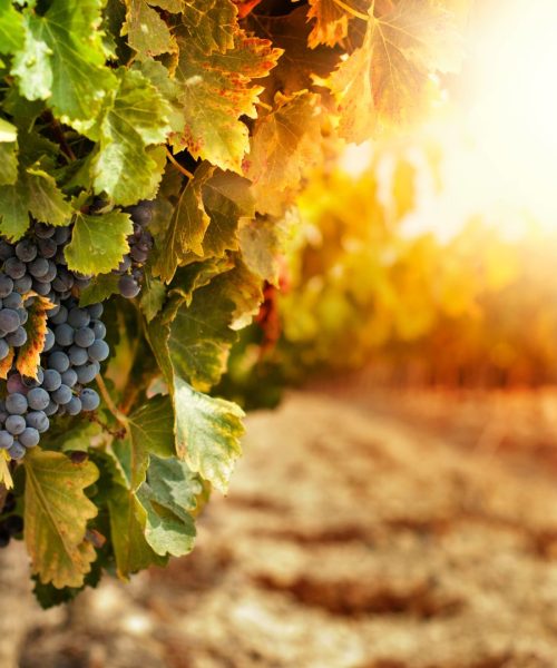 עיצוב ללא שם